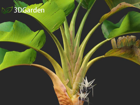 Strelitzia nicolai - Natal wild banana Tree 02 3D Model
