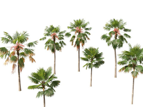 Saribus rotundifolius - Poggiapiedi Palma Modello 3D