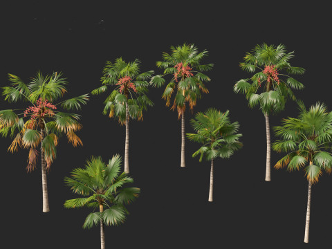 Saribus rotundifolius - Footstool Palm Modelo 3D