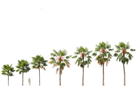 Saribus rotundifolius - Footstool Palm Modelo 3D