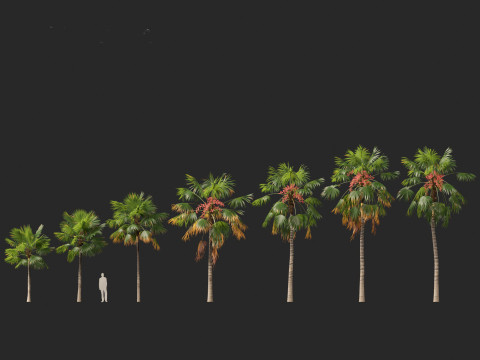 Saribus rotundifolius - Footstool Palm Modelo 3D