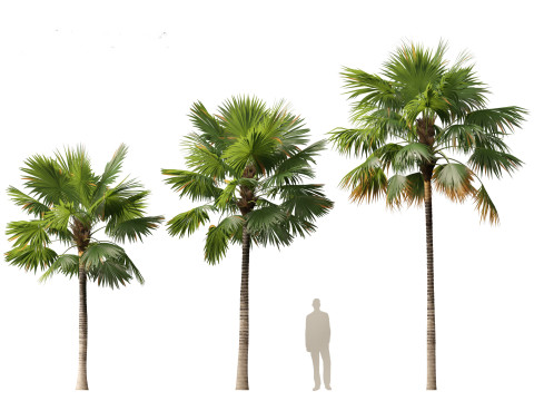 Saribus rotundifolius - Footstool Palm Modelo 3D