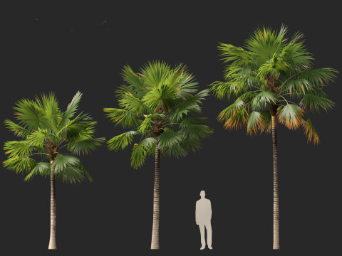 Saribus rotundifolius - Footstool Palm Modelo 3D