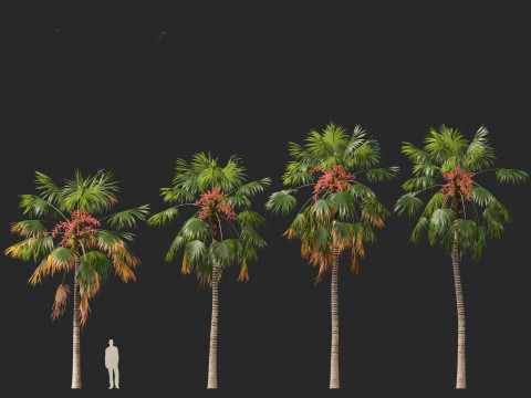 Saribus rotundifolius - Footstool Palm Modelo 3D