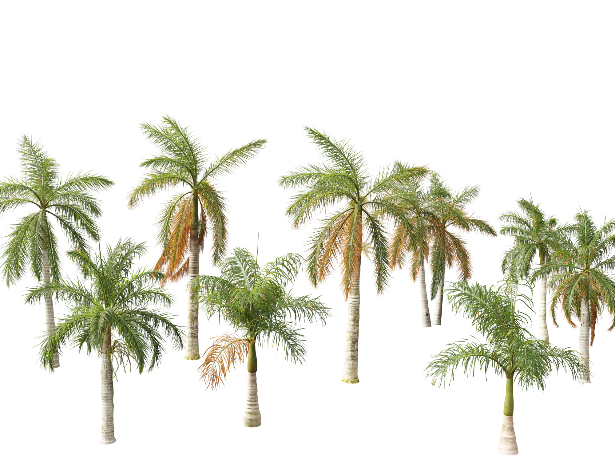 Roystonea regia - Florida Royal Palm 3D Model .c4d .max .obj .3ds .fbx .stl .blend 