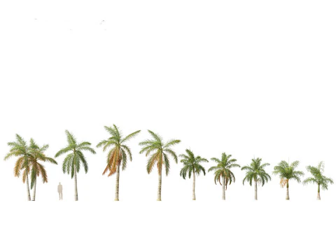 Roystonea regia - Florida Royal Palm 3D Model