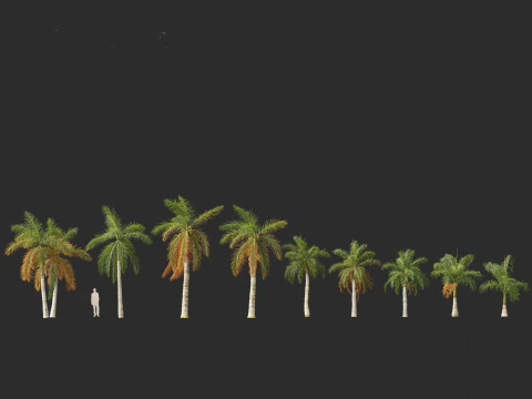 Roystonea regia - Florida Royal Palm 3D Model