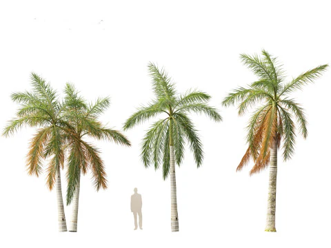 Roystonea regia - Florida Royal Palm 3D Model