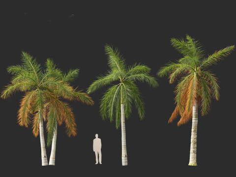 Roystonea regia - Florida Royal Palm 3D Model