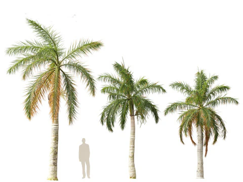 Roystonea regia - Florida Royal Palm 3D Model