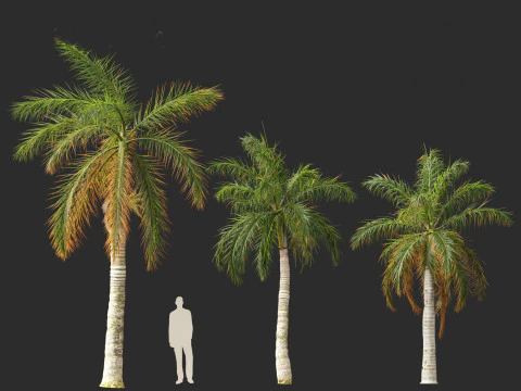 Roystonea regia - Florida Royal Palm 3D Model