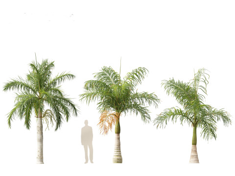Roystonea regia - Florida Royal Palm 3D मॉडल