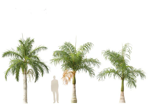 Roystonea regia - Florida Royal Palm 3D Model
