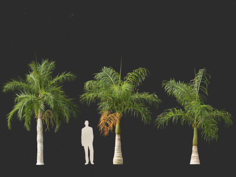 Roystonea regia - Florida Royal Palm 3D मॉडल
