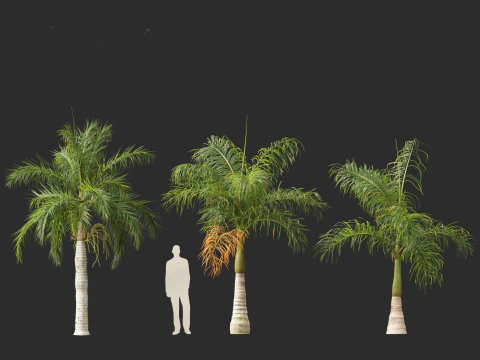 Roystonea regia - Florida Royal Palm 3D Model