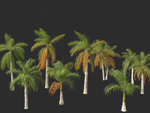 Roystonea regia - Florida Royal Palm 3D मॉडल