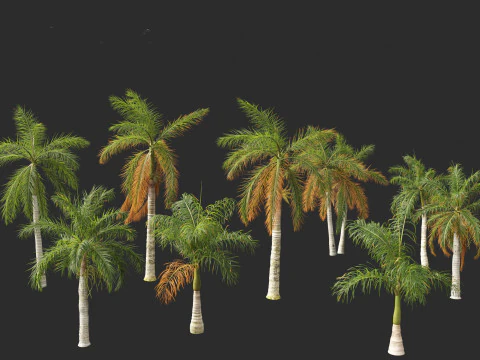 Roystonea regia - Florida Royal Palm 3D Model