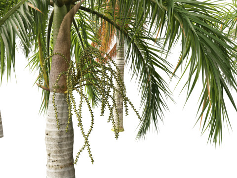 Roystonea regia - Florida Royal Palm 3D मॉडल