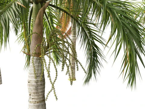 Roystonea regia - Florida Royal Palm 3D Model