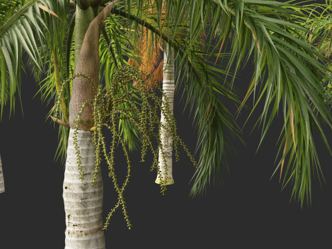Roystonea regia - Florida Royal Palm 3D मॉडल