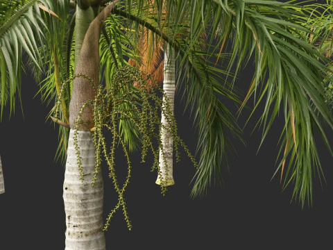 Roystonea regia - Florida Royal Palm 3D Model