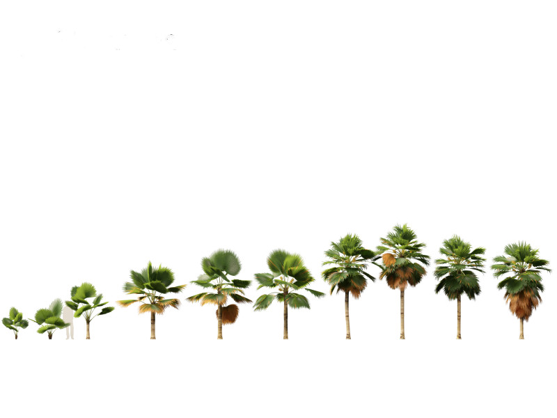 Pritchardia pacifica - Fiji Fan Palm 3D Model .c4d .max .obj .3ds .fbx .stl .blend 