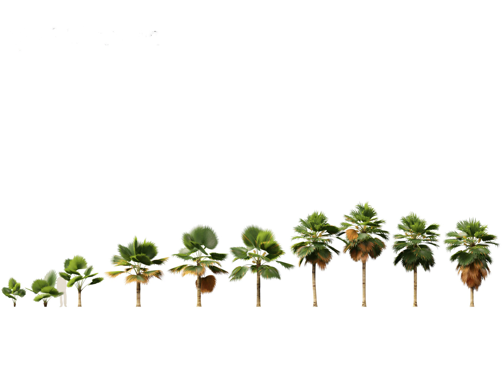Pritchardia pacifica - Fiji Fan Palm 3D Model .c4d .max .obj .3ds .fbx .stl .blend 