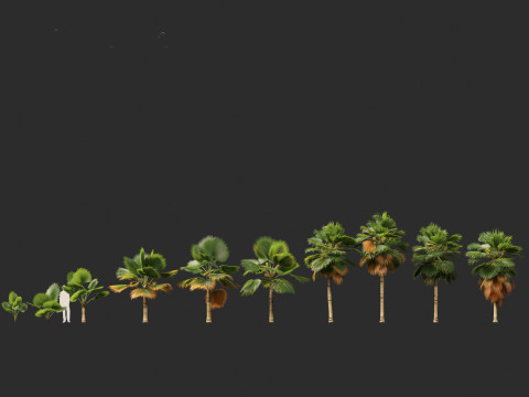 Pritchardia pacifica - Fiji Fan Palm 3D Model