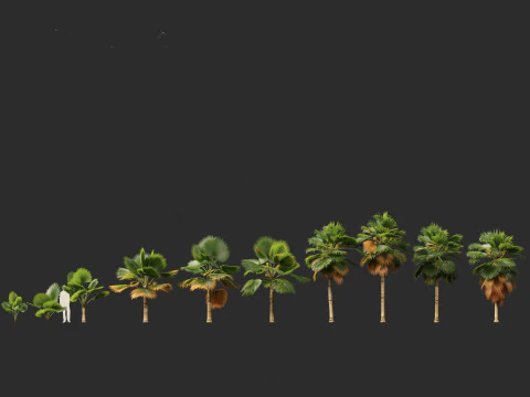 Pritchardia pacifica - Fiji Fan Palm 3D Model