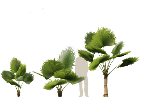 Pritchardia pacifica - Fiji Fan Palm 3D Model