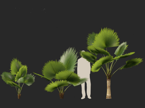 Pritchardia pacifica - Fiji Fan Palm 3D Model