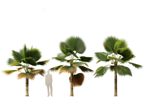 Pritchardia pacifica - Fiji Fan Palm 3D Model