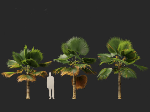 Pritchardia pacifica - Fiji Fan Palm 3D Model