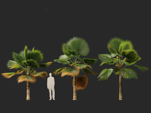 Pritchardia pacifica - Fiji Fan Palm 3D Model