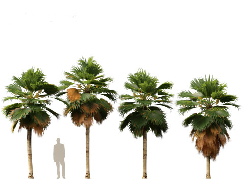 Pritchardia pacifica - Fiji Fan Palm 3D Model