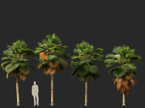 Pritchardia pacifica - Fiji Fan Palm 3D Model