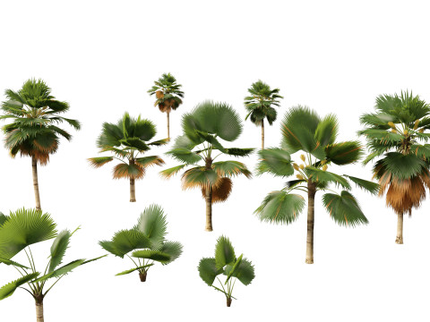 Pritchardia pacifica - Fiji Fan Palm 3D Model