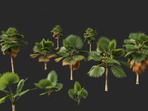 Pritchardia pacifica - Fiji Fan Palm 3D Model