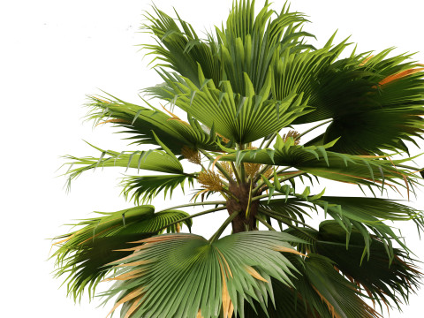 Pritchardia pacifica - Fiji Fan Palm 3D Model