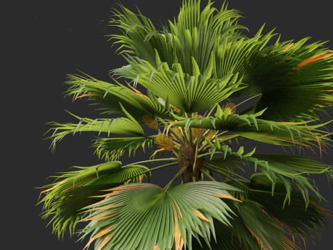 Pritchardia pacifica - Fiji Fan Palm 3D Model