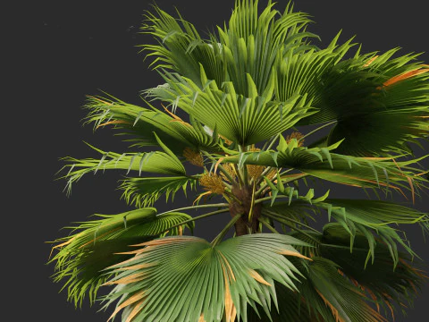 Pritchardia pacifica - Fiji Fan Palm 3D Model