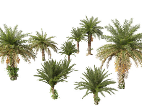 Phoenix sylvestris - Wild Date Palm 3D Model