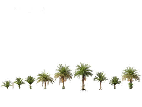 Phoenix sylvestris - Wild Date Palm Model 3D