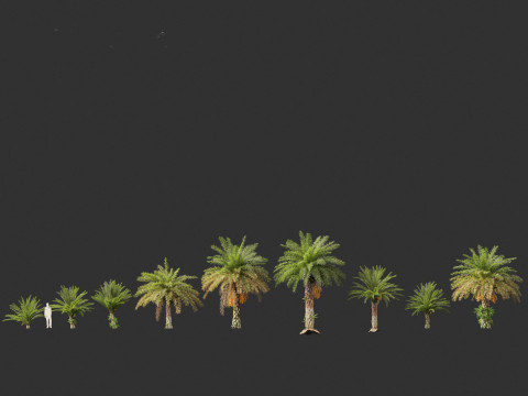 Phoenix sylvestris - Wild Date Palm Model 3D