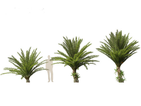 Phoenix sylvestris - Wild Date Palm Model 3D