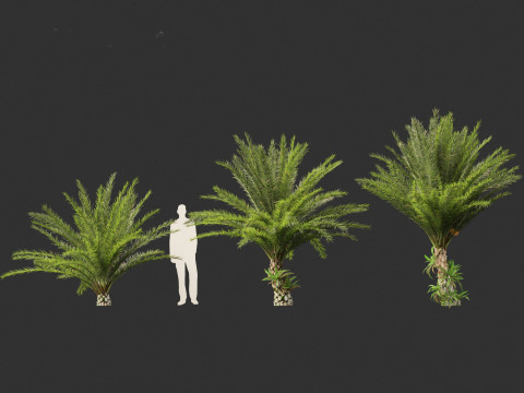 Phoenix sylvestris - Wild Date Palm Model 3D