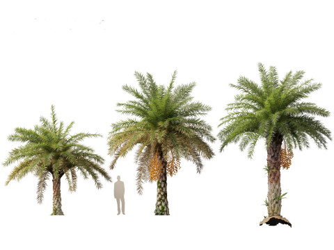 Phoenix sylvestris - Wild Date Palm Model 3D