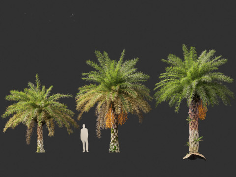 Phoenix sylvestris - Wild Date Palm Model 3D