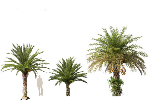 Phoenix sylvestris - Wild Date Palm Model 3D