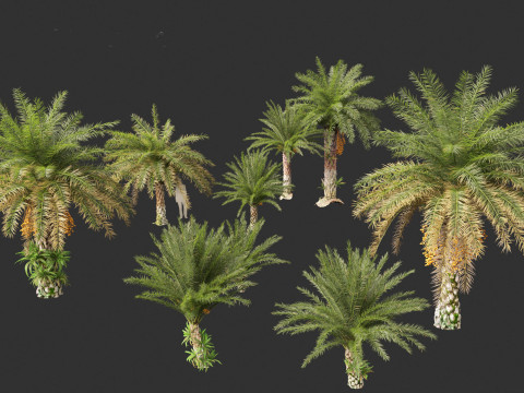 Phoenix sylvestris - Wild Date Palm Model 3D